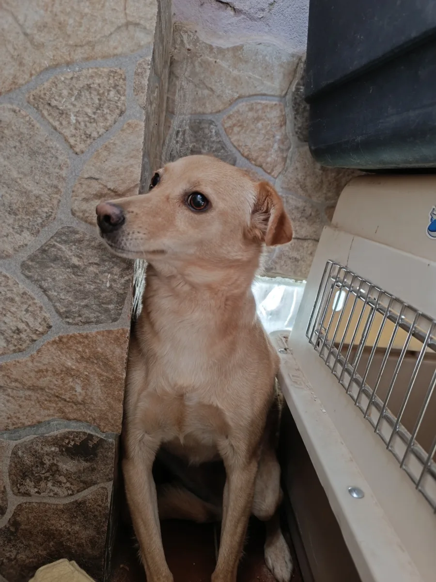 Foto van hond Astrid