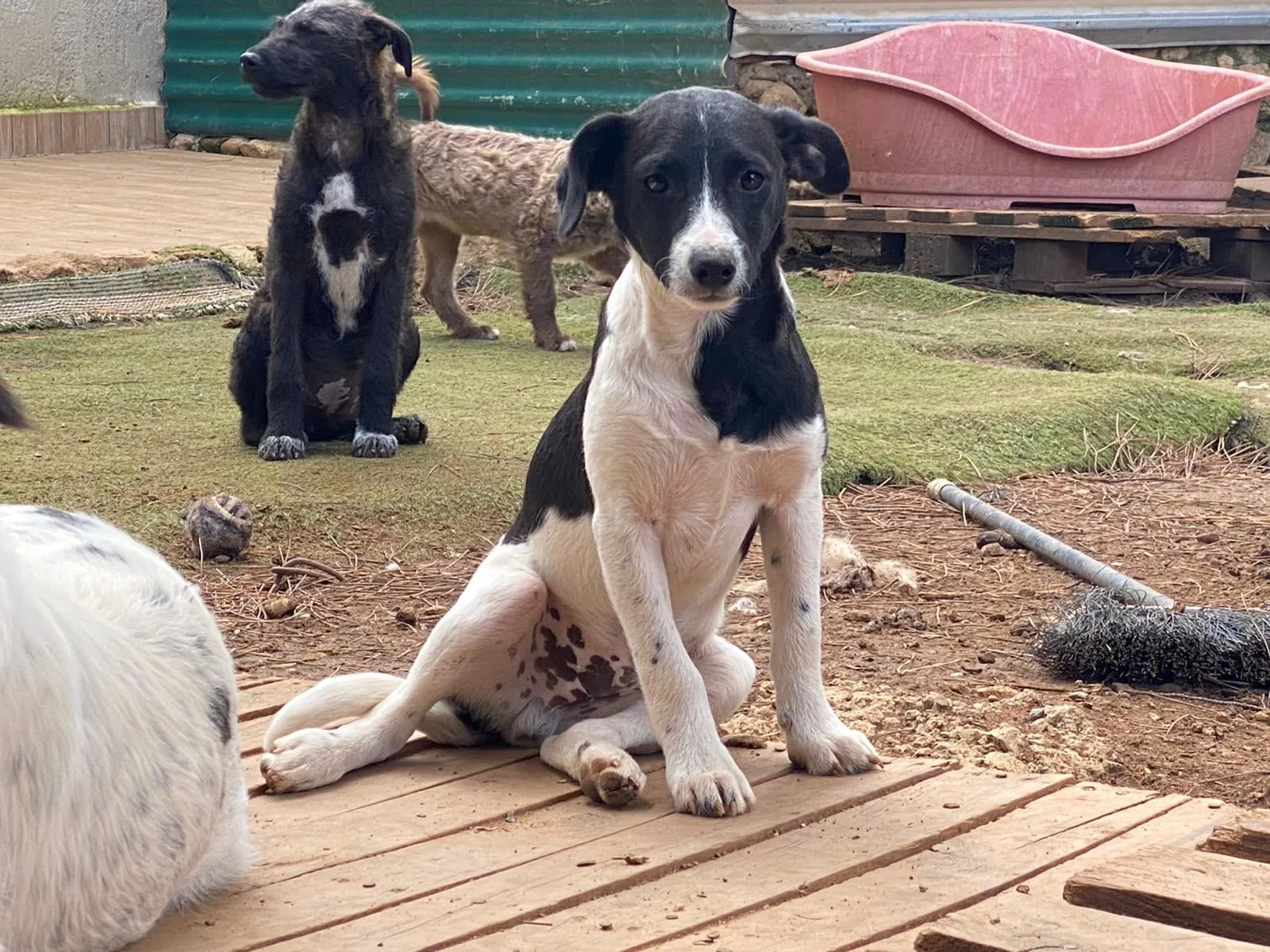 Foto van hond Pellini