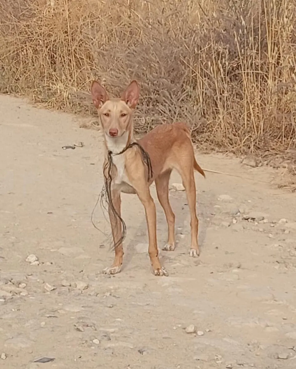 Foto van hond Cañailla