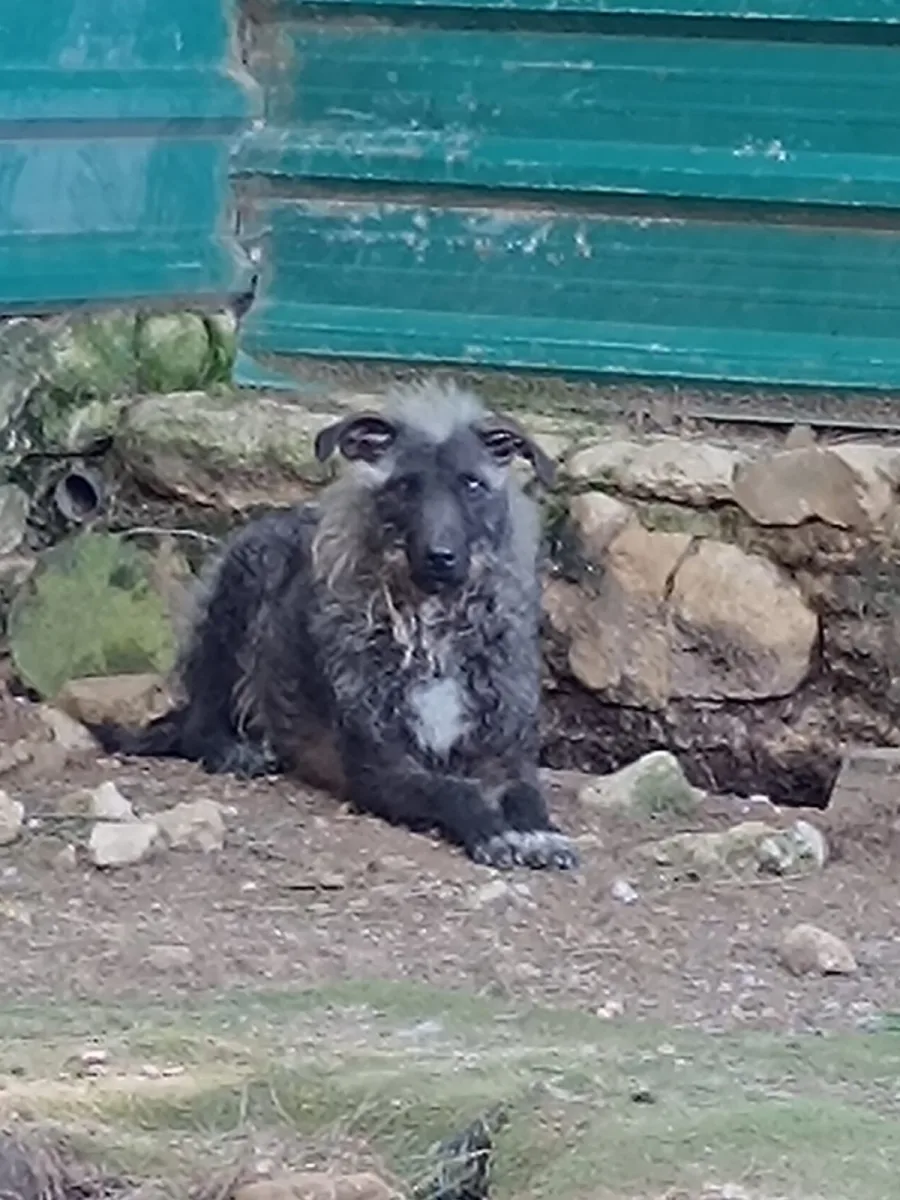 Foto van hond Marcilla