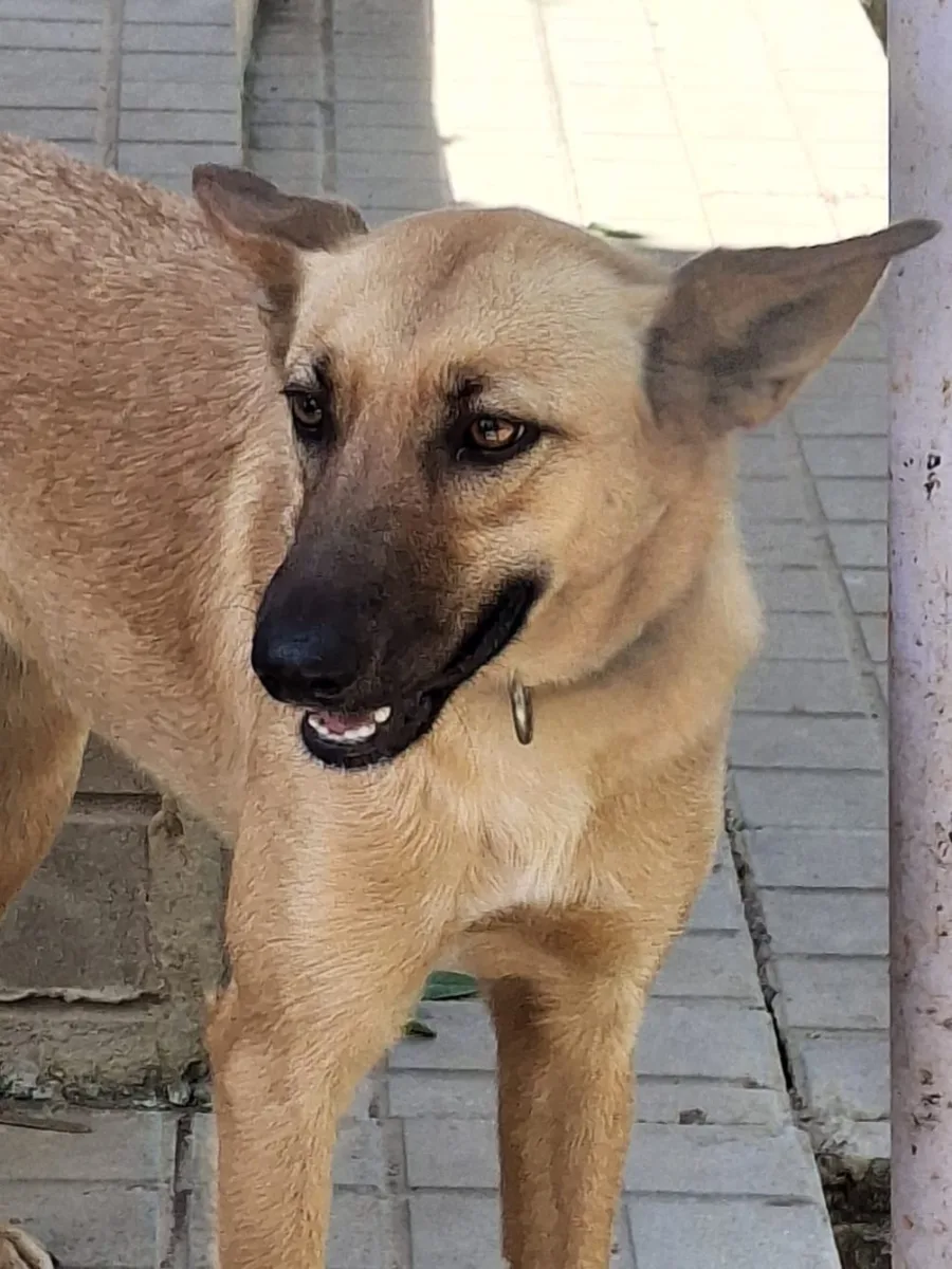 Foto van hond Chacina